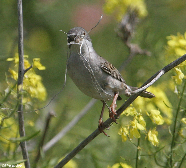 סבכי  קוצים  Common Whitethroat Sylvia communis                  נחל סמק, רמת הגולן ,מרץ2007